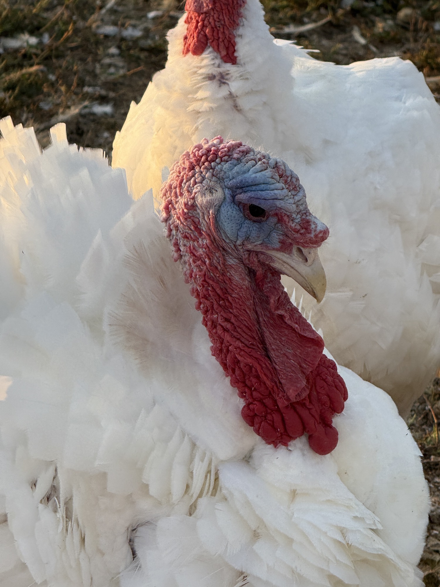 Pasture-raised turkey
